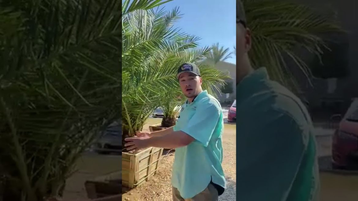 How to Design Landscapes with Tropical Palms in Texas! #shorts How to Design Landscapes with Tropical Palms in Texas! #shorts