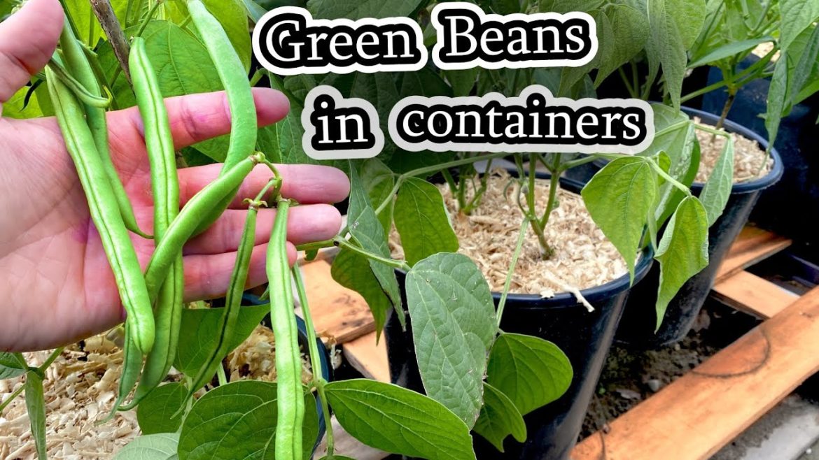 Growing Green Beans in Containers (Bush Beans from Seed to Harvest) Container Garden
