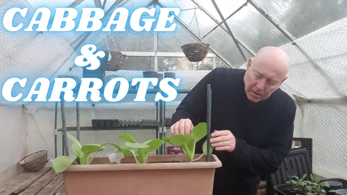 Cabbage & Carrots [Gardening Allotment UK] [Grow Vegetables At Home ]