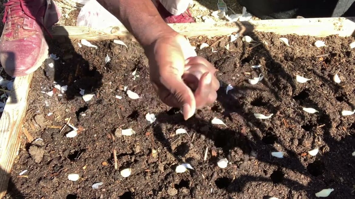 How to grow garlic in raised beds and containers | Fall Garden | Zone 8B