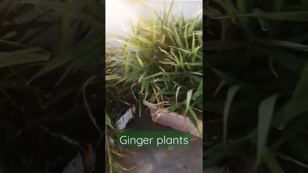 Growing ginger in container