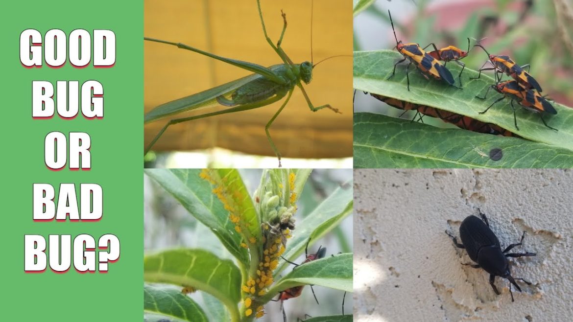 Good Bug or Bad Bug? Good Bug or Bad Bug?