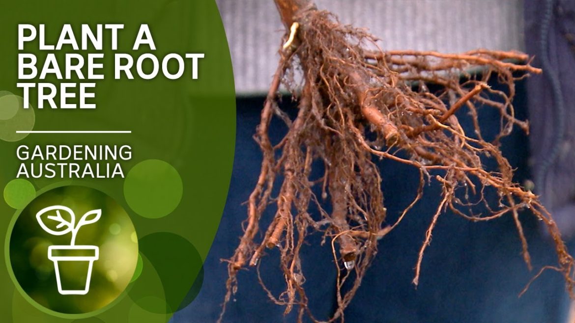 How to plant bare rooted trees | DIY Garden Projects | Gardening Australia How to plant bare rooted trees | DIY Garden Projects | Gardening Australia