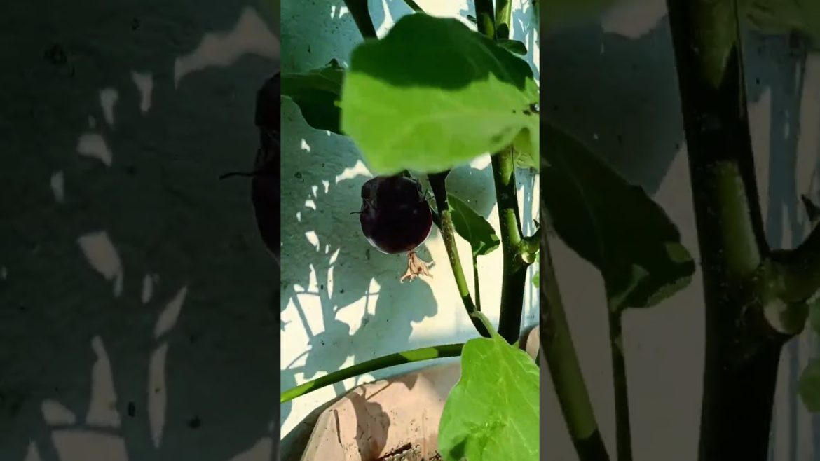 brinjal 🍆  plant at my Home 🏠 #shorts