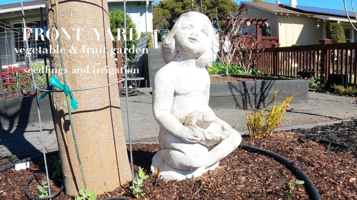FRONT YARD GARDEN - seedlings and irrigation