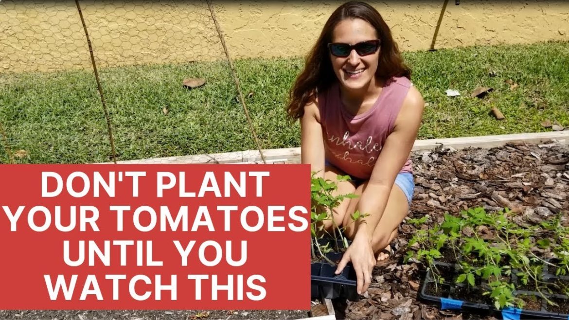 How to Plant Tomatoes The Right Way | Florida Gardening 101 How to Plant Tomatoes The Right Way | Florida Gardening 101