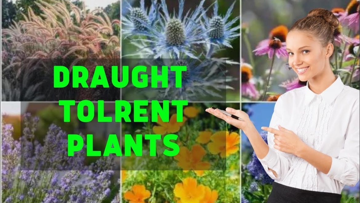 Fast Growing Drought Tolerant Plants || How To grow Plants fast Tips & tricks Fast Growing Drought Tolerant Plants || How To grow Plants fast Tips & tricks