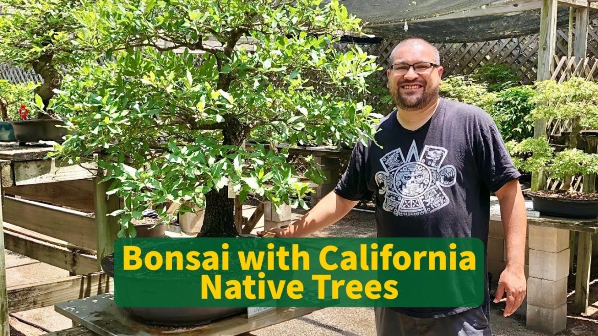 Poppy Hour: The Art of Bonsai with California Native Trees with Ron Espiritu