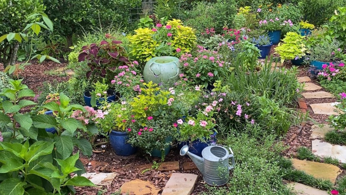 Container Garden Tour Zone 9a July 24th 2022