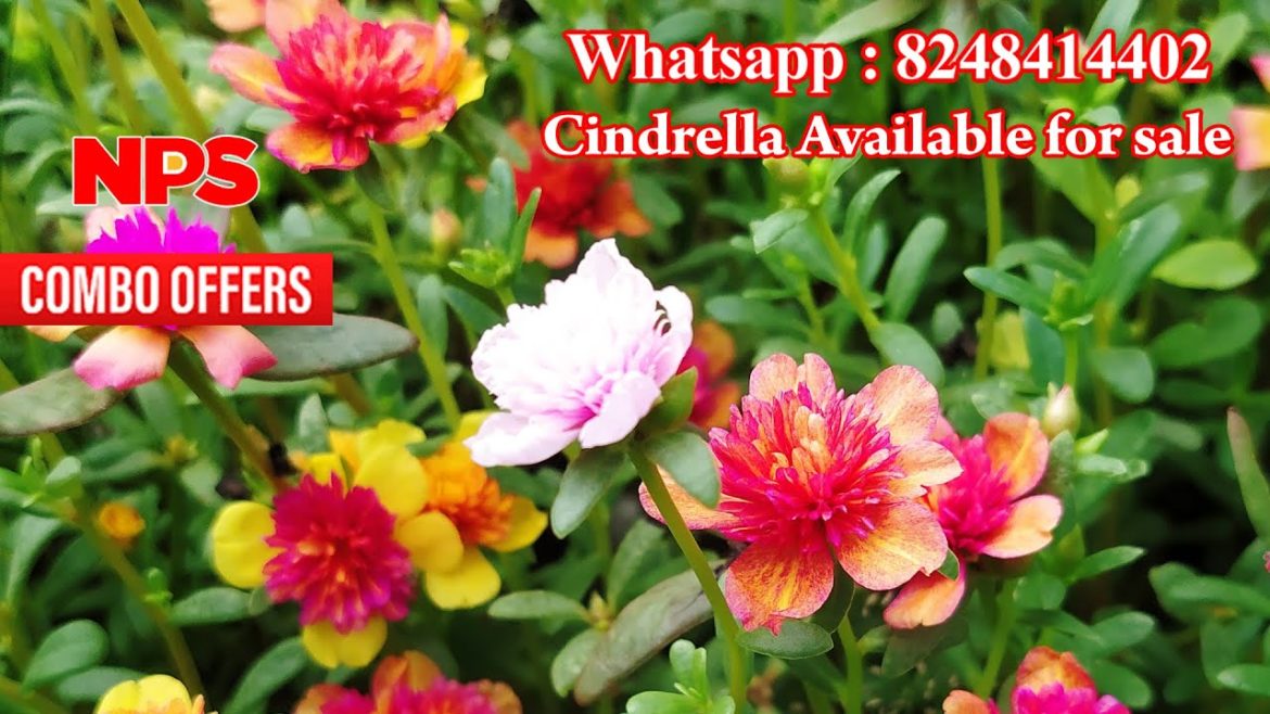 Portulaca - Table rose - Moss Rose - Pathumani - Cindrella Online sale - Whatsapp : 8248414402