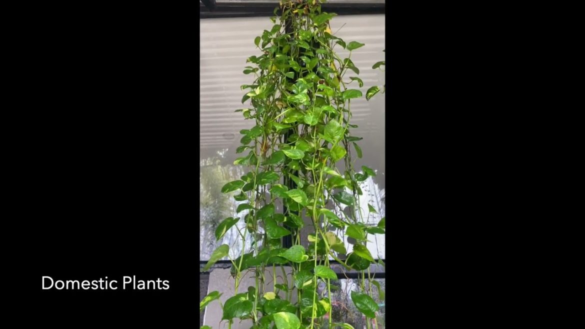 Amazing Money Plant Benefits That Will Make you Keep It In Your House on the wall Amazing Money Plant Benefits That Will Make you Keep It In Your House on the wall