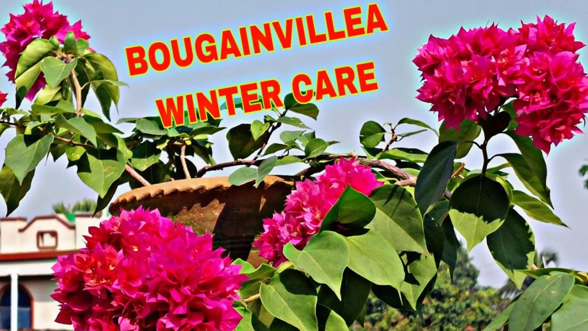 HOW TO CARE BOUGAINVILLEA IN WINTER|| MAXIMUM FLOWER TIPS AND BEST FERTILIZER FOR BOUGAINVILLEA||