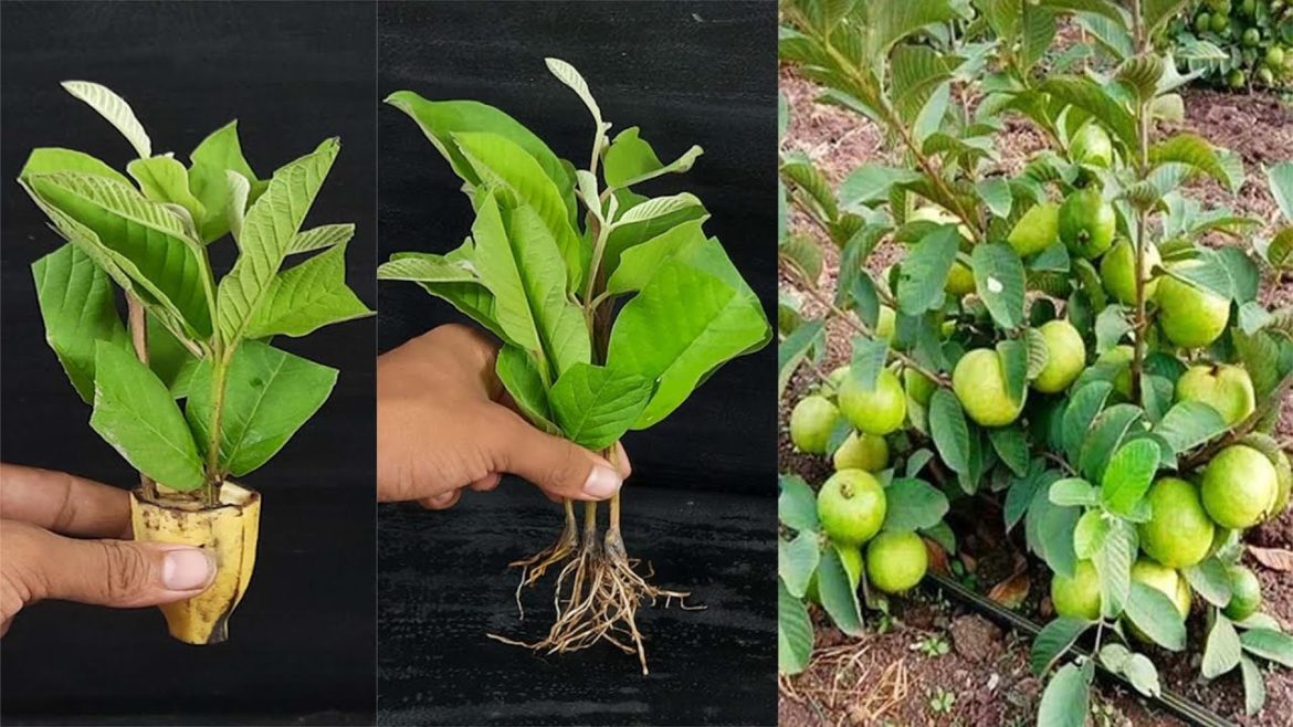 How To Grow Guava Plant From Cutting/With Result (100% Success)Very Easy Method