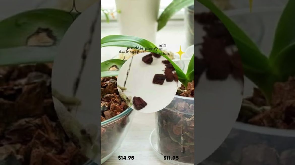 Get Organic Special Orchid Mixes with Best price