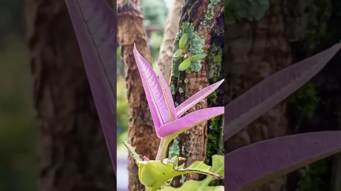 GOWOK FRUIT || EXOTIC PLANTS IN INDONESIA || THE TROPICAL PLANT SYZYGIUM POLYCEPHALUM || ๐ฎ๐ฉ GOWOK FRUIT || EXOTIC PLANTS IN INDONESIA || THE TROPICAL PLANT SYZYGIUM POLYCEPHALUM || ๐ฎ๐ฉ