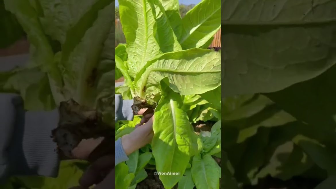 Beautiful Nature with Rural Life #shorts #naturalife #rurallife