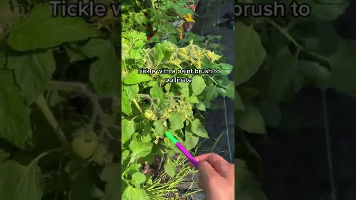 #shorts #garden #gardening #gardentour #gardener #gardens #harvest #harvesting #organic #planting #shorts #garden #gardening #gardentour #gardener #gardens #harvest #harvesting #organic #planting