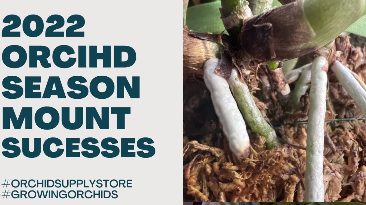 2022 Orchid Season – What were your successes? Part 1 of? 2022 Orchid Season Successes 2022 Orchid Season - What were your successes? Part 1 of? 2022 Orchid Season Successes