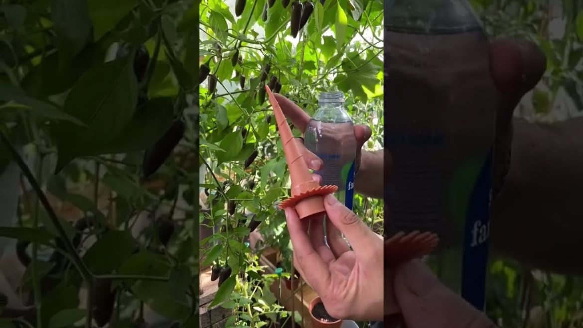 #shorts #garden #gardening #gardentour #gardener #gardens #harvest #harvesting #organic #planting #shorts #garden #gardening #gardentour #gardener #gardens #harvest #harvesting #organic #planting