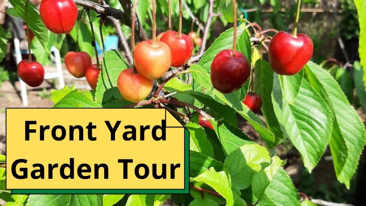 Front Yard Garden Tour