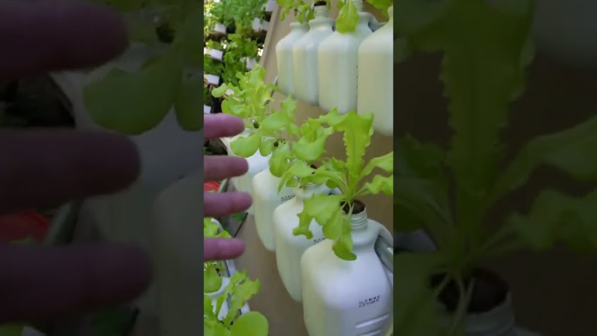 The Hydroponic Lettuce Ladder Day 20