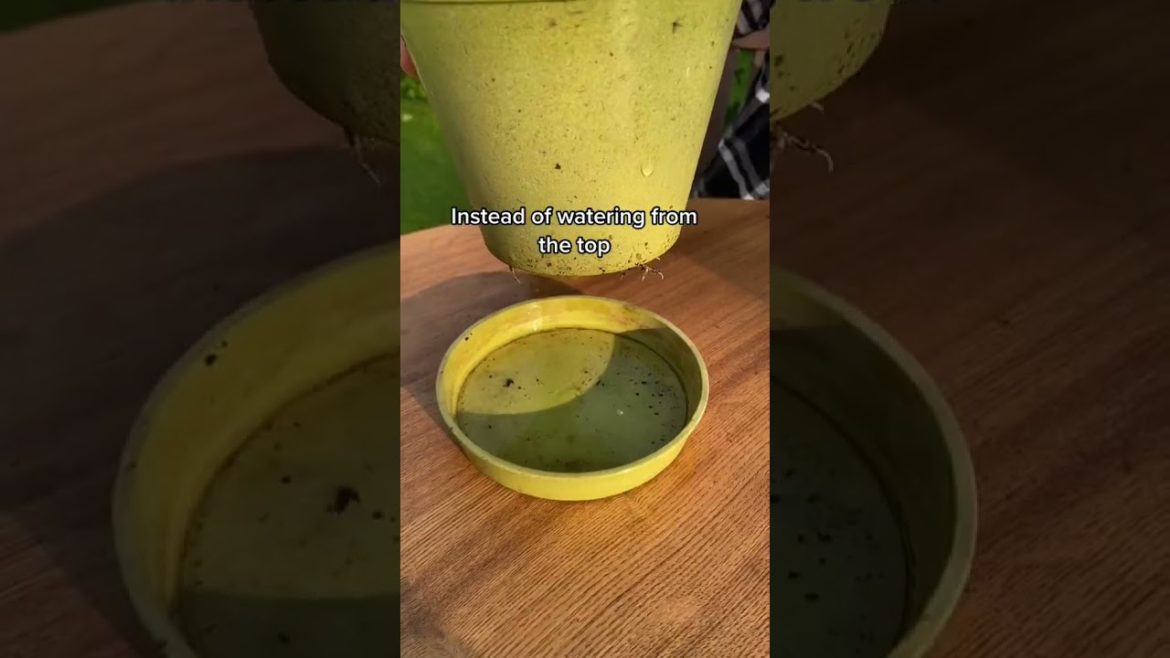 #shorts #garden #gardening #gardentour #gardener #gardens #harvest #harvesting #organic #planting #shorts #garden #gardening #gardentour #gardener #gardens #harvest #harvesting #organic #planting