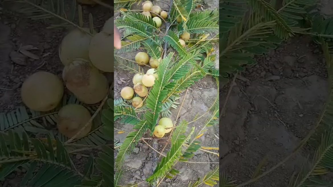 Fresh Fruits Ninja Cuting #shorts #viral