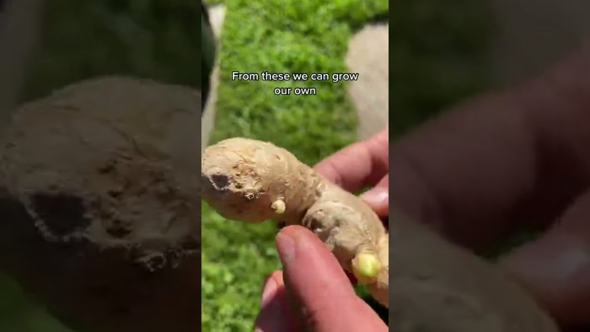 #shorts #garden #gardening #gardentour #gardener #gardens #harvest #harvesting #organic #planting #shorts #garden #gardening #gardentour #gardener #gardens #harvest #harvesting #organic #planting