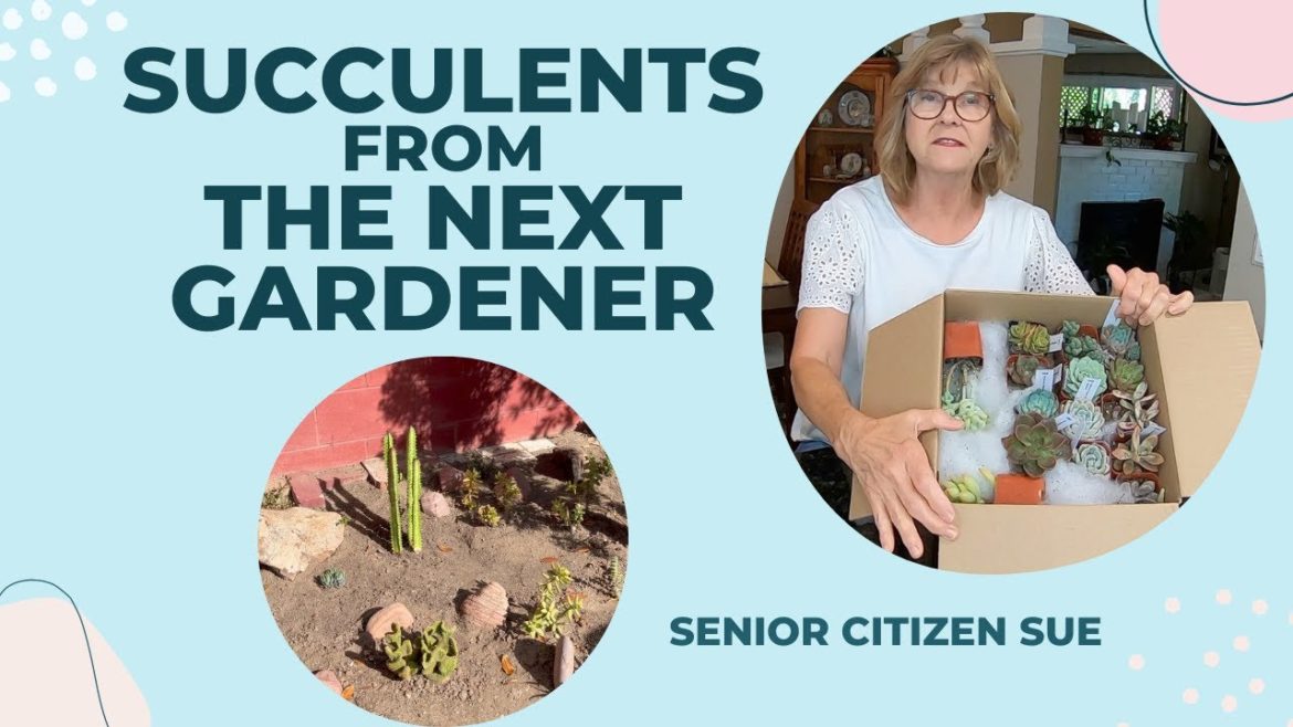 The Next Gardener Succulent Unboxing and a very brief view of my outdoor garden The Next Gardener Succulent Unboxing and a very brief view of my outdoor garden