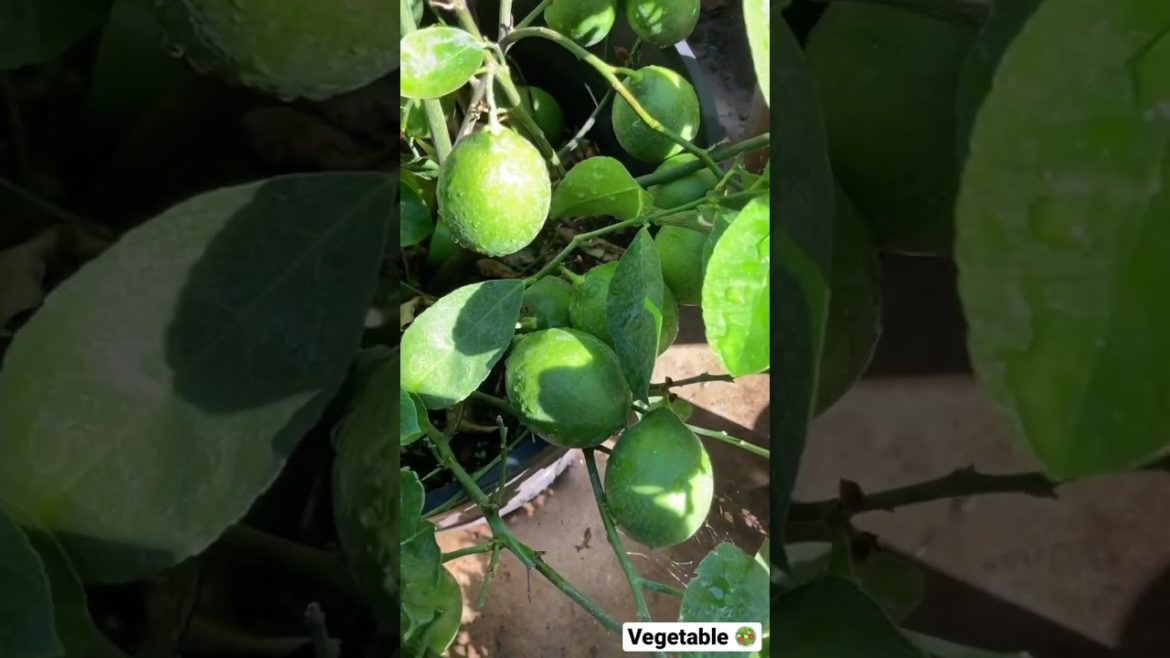 Different vegetable plants in my garden #shorts