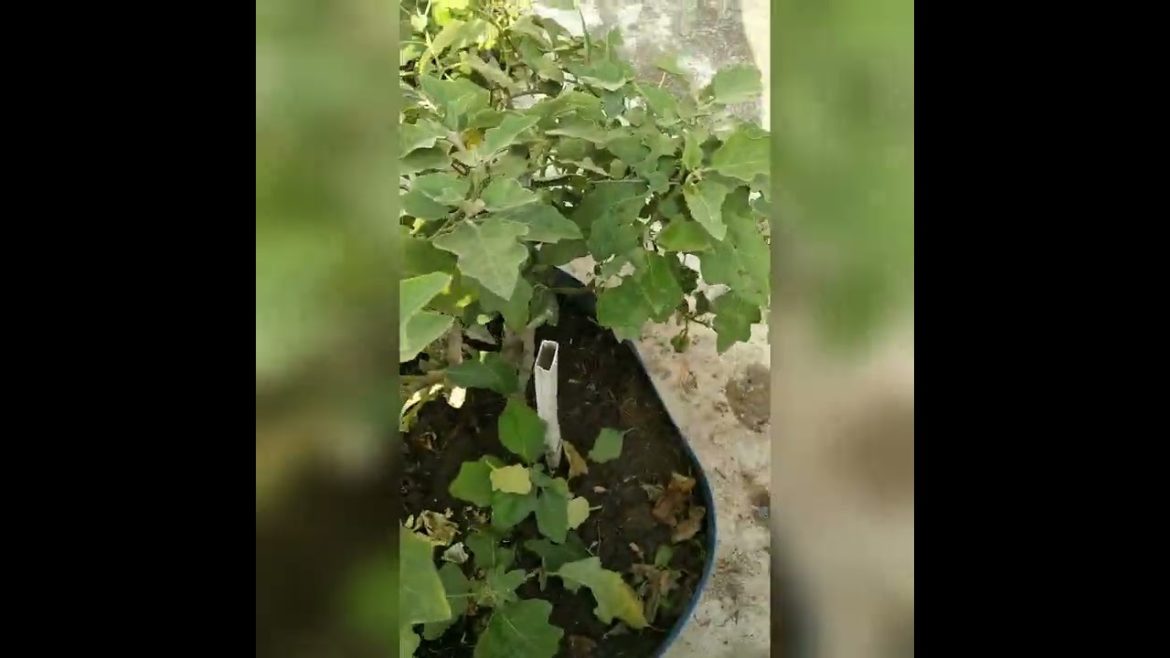 गमले में बैगन उगाने क देशी और सरल तरीका।।Terrace Garden Tips with Gyanu