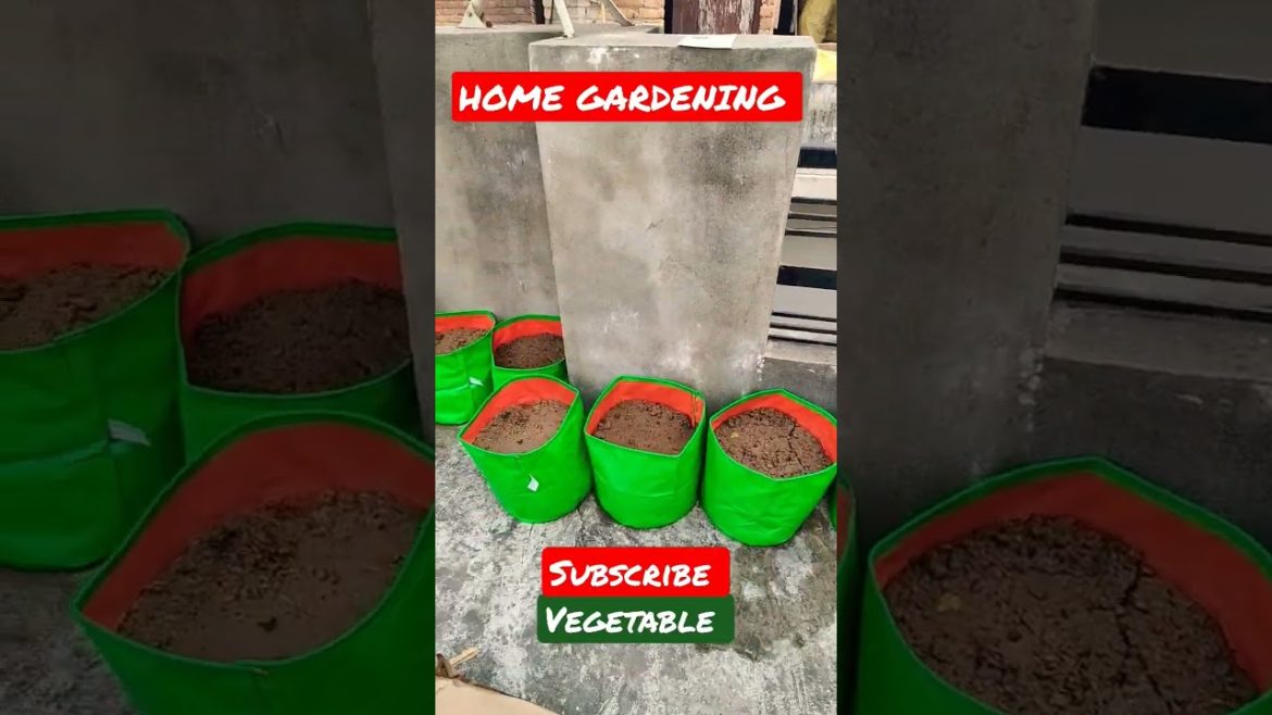 HOME GARDEN VEGETABLE 🥒🍆#short