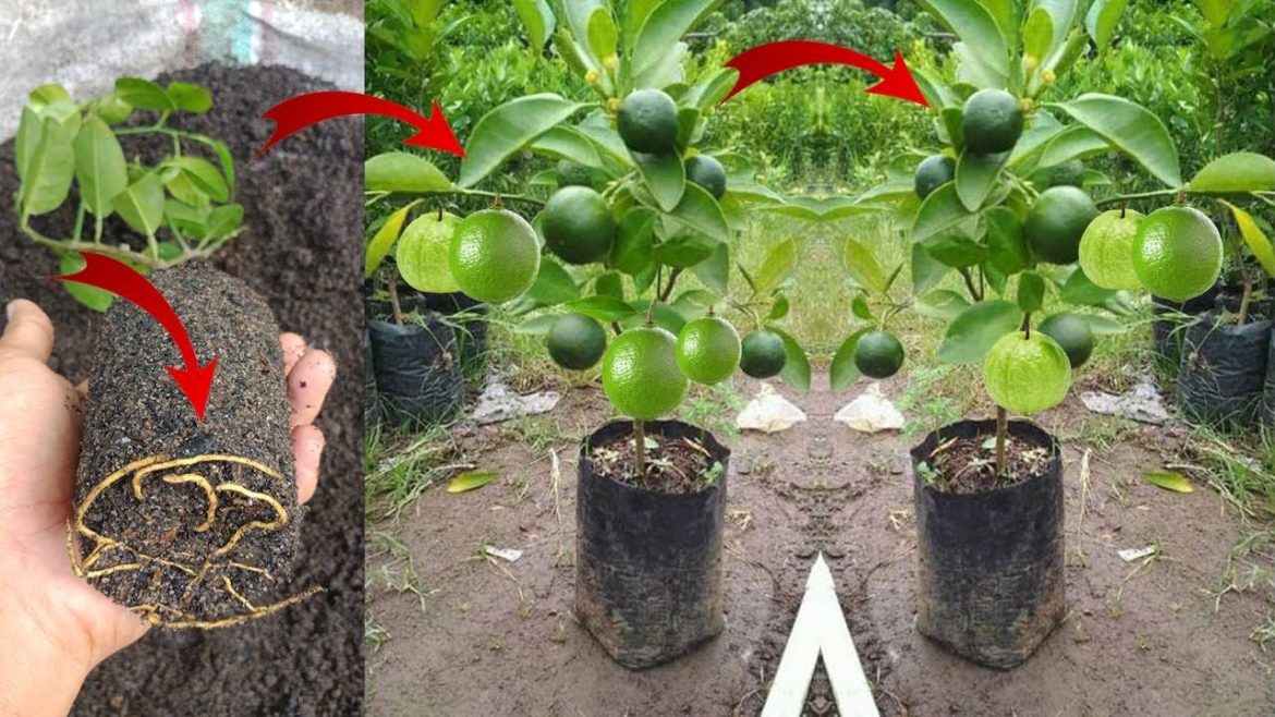 Tips on How to Sunkist Orange Stem Cuttings Using 100% Natural Root Growers Tips on How to Sunkist Orange Stem Cuttings Using 100% Natural Root Growers