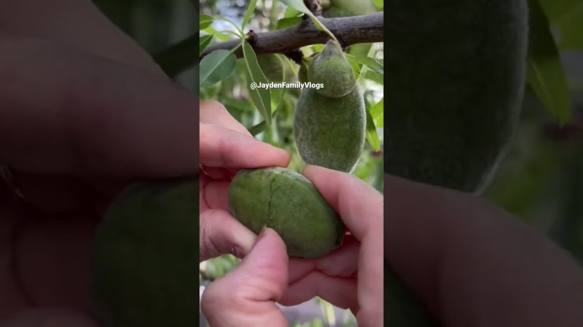 RAW ALMOND Fruit ๐ #shorts #fruit #food #satisfying #oddlysatisfying #garden RAW ALMOND Fruit ๐ #shorts #fruit #food #satisfying #oddlysatisfying #garden