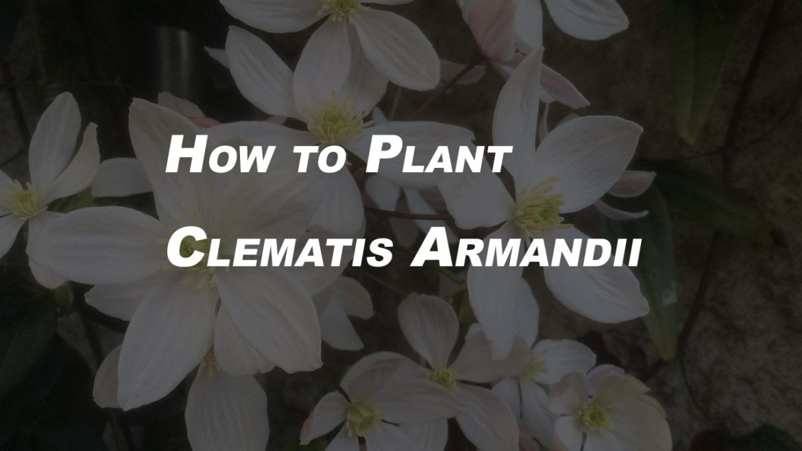 Basic Gardening Tips for Beginners | How to Plant Clematis Armandii in 11 Steps Basic Gardening Tips for Beginners | How to Plant Clematis Armandii in 11 Steps