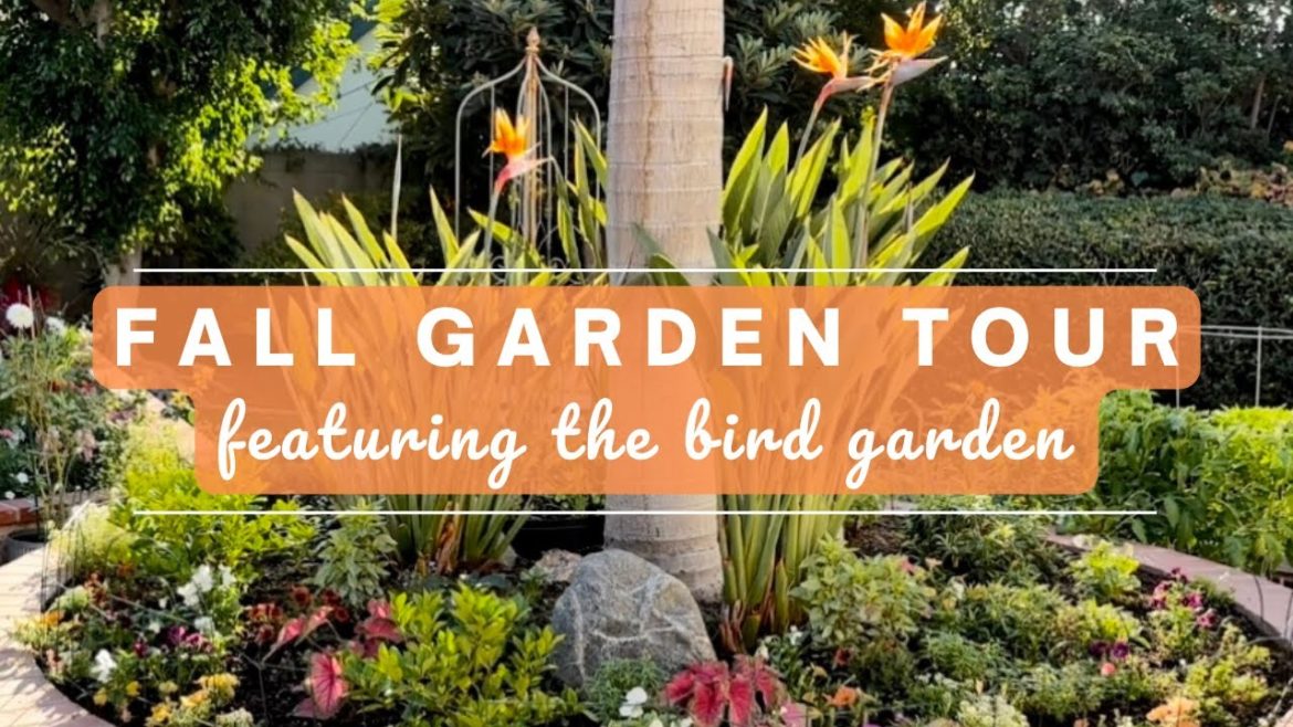 Fall Season Garden Tour in Southern California, zone 10a
