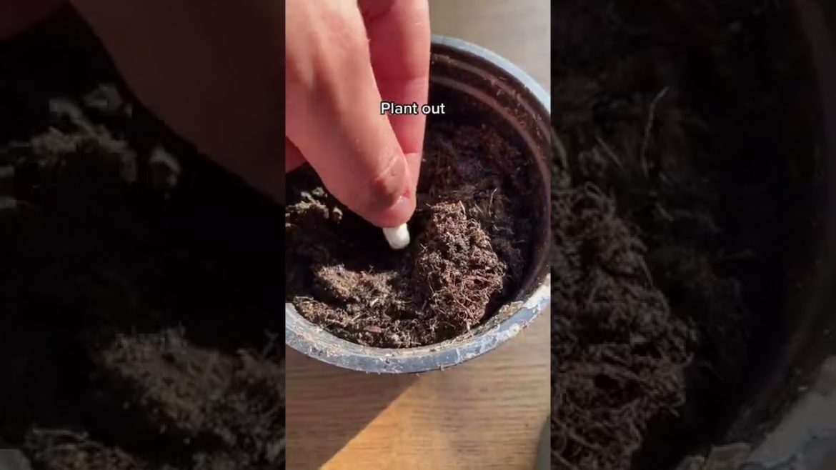 #shorts #garden #gardening #gardentour #gardener #gardens #harvest #harvesting #organic #planting #shorts #garden #gardening #gardentour #gardener #gardens #harvest #harvesting #organic #planting