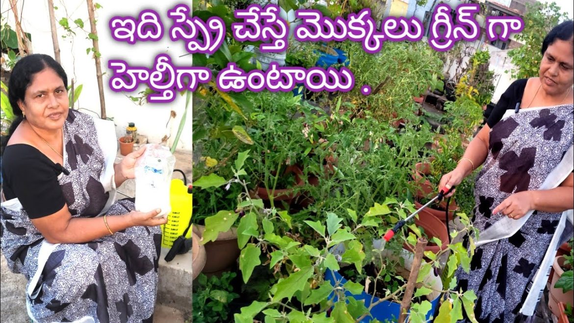 మొక్కలు హెల్తీగా గ్రీన్ గా ఎదగాలంటే ఇది స్ప్రే చేయండి||gardening tips||gardening vlogs||midde thota మొక్కలు హెల్తీగా గ్రీన్ గా ఎదగాలంటే ఇది స్ప్రే చేయండి||gardening tips||gardening vlogs||midde thota