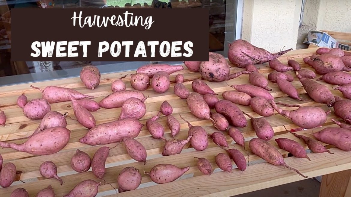 Sweet Potato Harvest from Backyard Garden