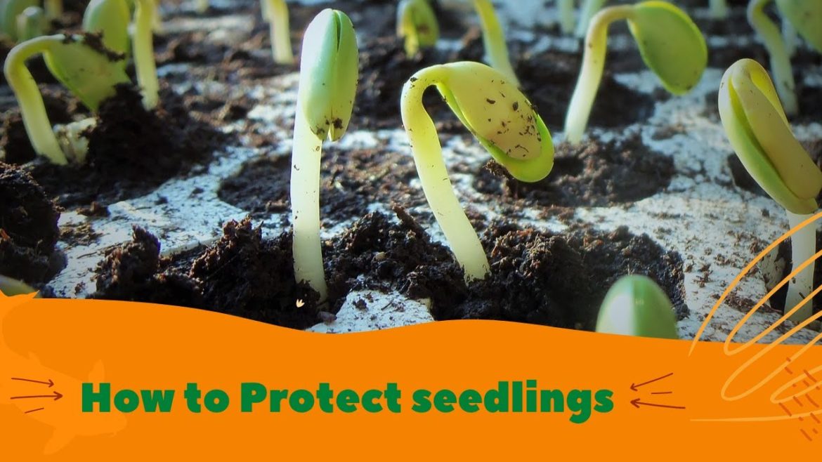 Caring for Seedlings | शिशु पौधों की देखभाल कैसे करें | Vegetable Gardening #Shorts Caring for Seedlings | शिशु पौधों की देखभाल कैसे करें | Vegetable Gardening #Shorts