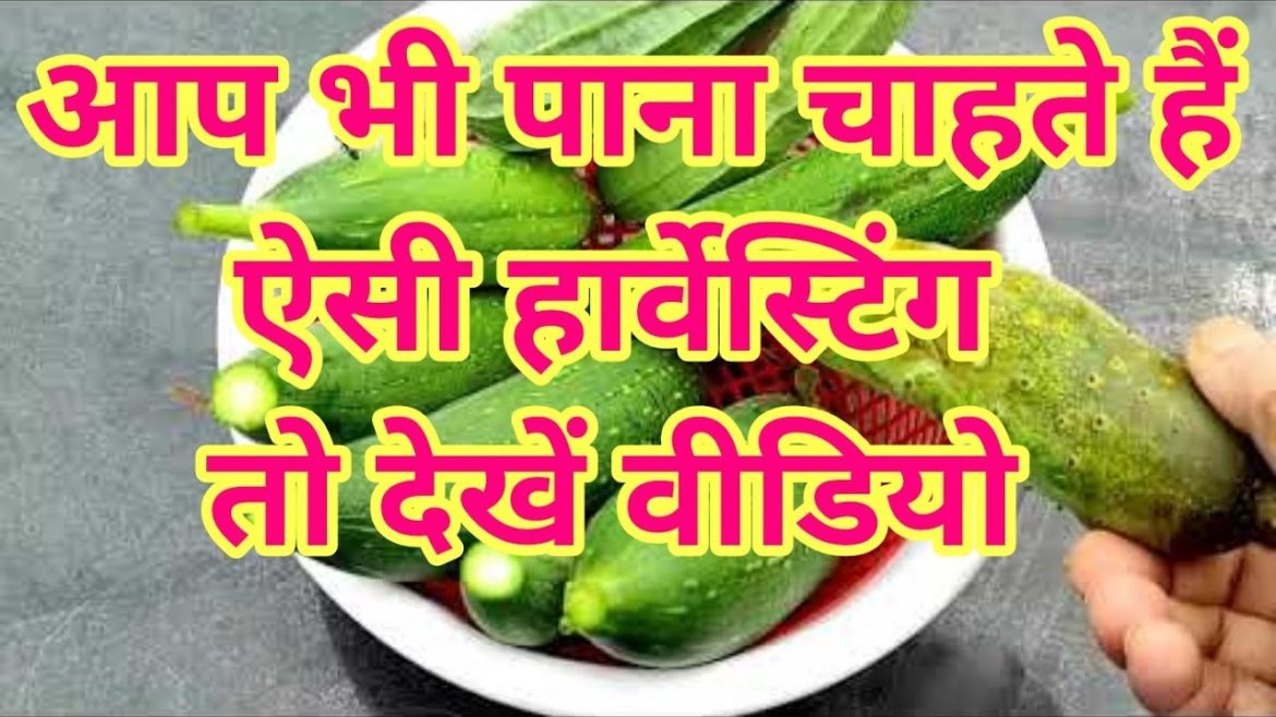 harvesting poetry and gardening tips how we grow vegetables at home