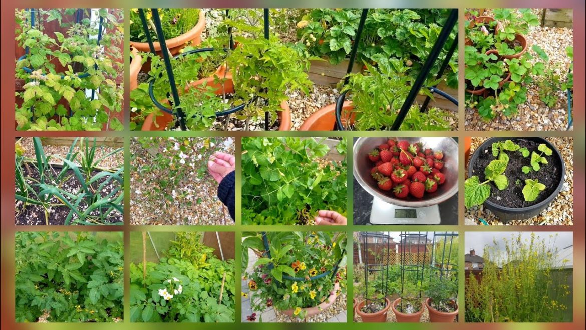 Small UK Backyard garden tour June 2022 full of flowers, vegetables & fruit ~ Strawberry harvest