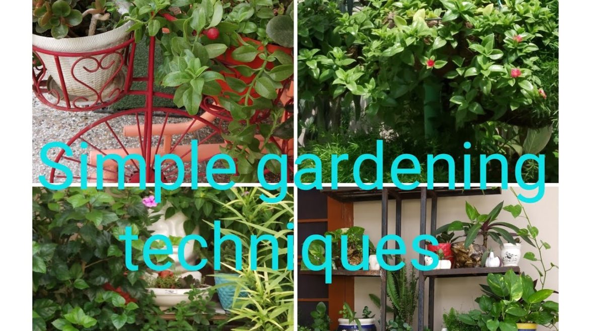 Simple gardening techniques for all people // Amazing gardening tips