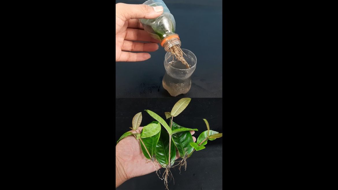 How to grow Ixora  from leaves | How to propagate Ixora species from leaves#Shorts