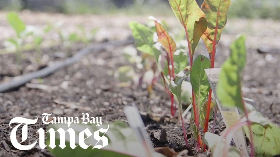 Starting a fall garden in Florida? Here are some tips. Starting a fall garden in Florida? Here are some tips.