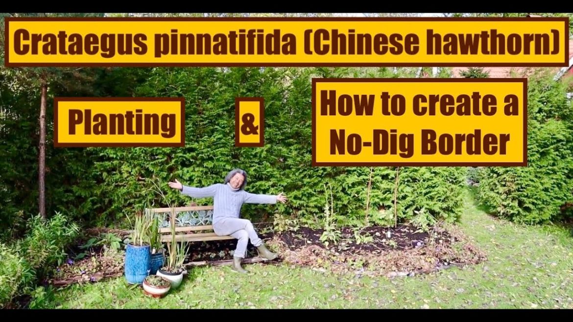 How to create a No-Dig Border & Planting Crataegus pinnatifida (Chinese hawthorn) + more...