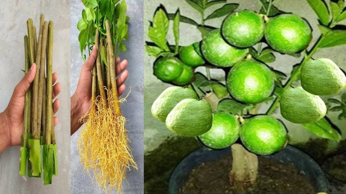 Tips on how to take lemon stem cuttings with aloe vera root Tips on how to take lemon stem cuttings with aloe vera root