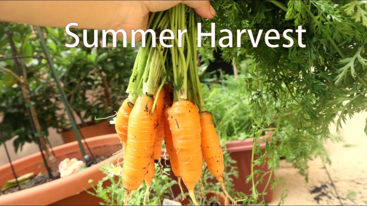 Backyard Garden Harvest I Urban Gardening Australia Backyard Garden Harvest I Urban Gardening Australia