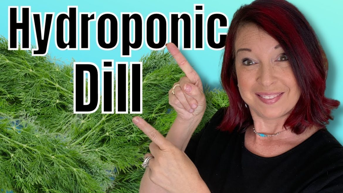 How to Grow & Harvest Dill - Indoor Gardening for Beginners