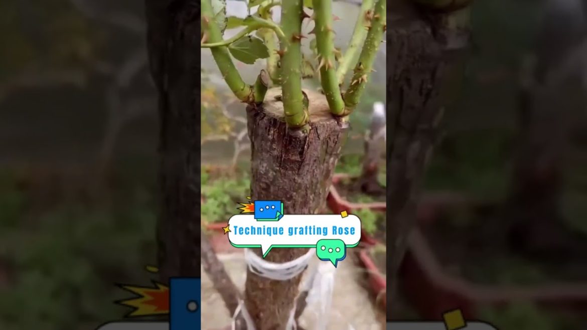 Technique grafting Rose #agriculture #shorts #gardener #fruit #fyp #funny #harvest